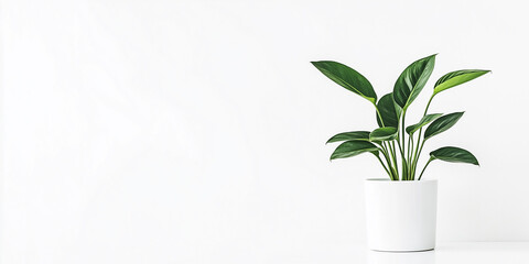 Poster - Green houseplant standing in white pot on empty wall background
