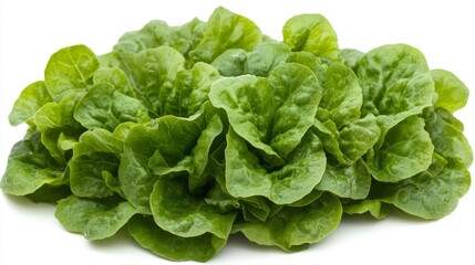 A bunch of fresh sorrel leaves with their vibrant green color and slightly crinkled texture, isolated on a white background