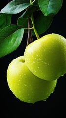 Aufkleber - Fresh Green Yellow Apples With Droplets on Branch Surrounded by Vibrant Green Leaves