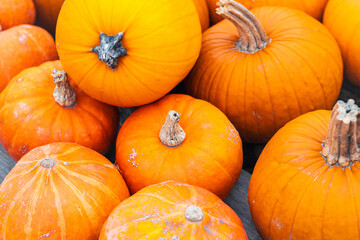 A group of orange ripe Halloween pumpkins.