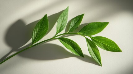 Wall Mural - Green Branch with Leaves Against a White Background