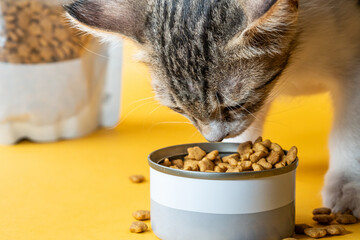 Cute Kitten Enjoying Cat Food