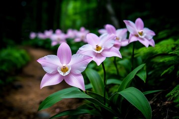 Poster - Tender pink orchids growing along a quiet forest path, their delicate petals glowing softly in the filtered light that shines through the canopy above