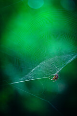 spider web with dew drops