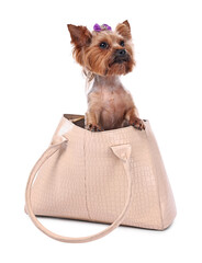 Wall Mural - Cute Yorkshire Terrier dog in bag isolated on white