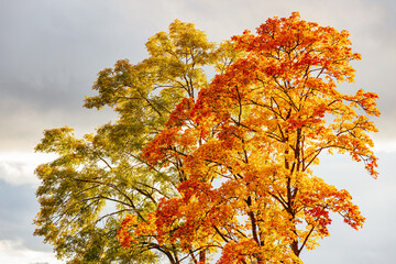 Two vibrant autumn trees stand tall against a cloudy sky, with one tree displaying golden-green leaves and the other glowing in bright orange and red hues.