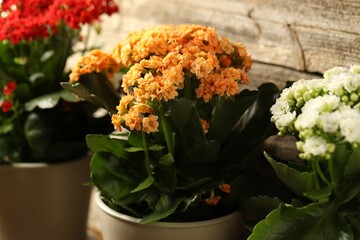 Sticker - Different beautiful kalanchoe flowers in pots indoors, closeup