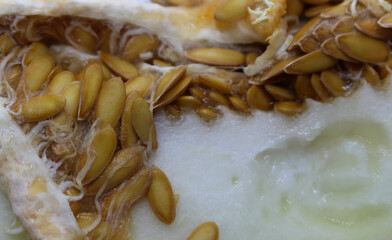 piece of melon with seeds. melon details. natural food background with seeds.