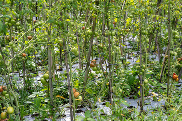 Unripe and Ripe tomatoes on vines, in vegetable farm, attached to stakes and with plastic agriculture sheet for gardening growth. Fruit ripening on vine.