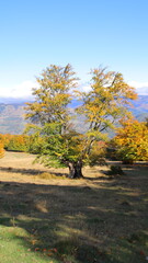 Wall Mural - autumn landscape with tree