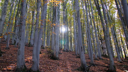 Wall Mural - forest in autumn