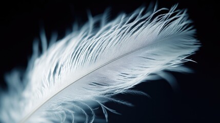 Close-up of a white feather with fine details, set against a dark background for an elegant effect