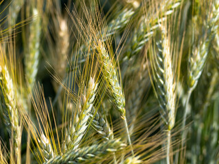 Golden ears of wheat on a farm field