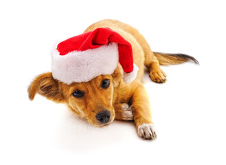 Poster - Dog in a christmas hat.