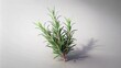 © arri - Sprig of Rosemary on White Background