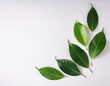 © Donald - creative minimal arrangement of leaves on bright white background flat lay nature concept