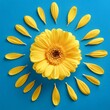 © Donald - yellow flower on bright blue background with petals emotion concept summer flat lay