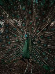 peacock with feathers