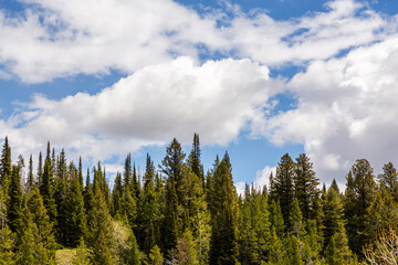 Lush Evergreen Forest under a Blue Sky in Grand Teton