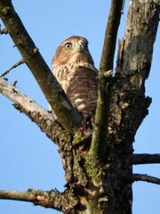 cooper hawk bird of prey in tree v