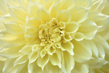 dahlia bloom yellow flower blossom close-up