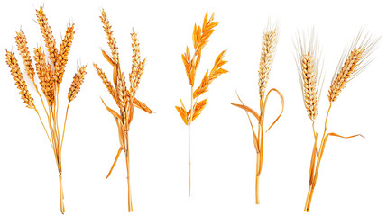 Poster - Collection of Autumn Wheat Arranged on a White Background Generative AI
