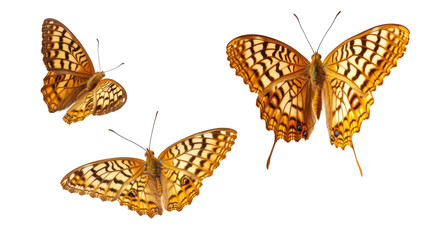 Poster - Colorful Butterflies Captured in a Collection on a White Background Generative AI