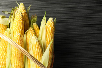 Wall Mural - Many fresh ripe corncobs with green husks on wooden table, top view. Space for text