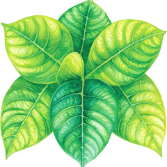 Wall Mural - Lush Green Leaves Watercolor Illustration   Tropical Foliage Design