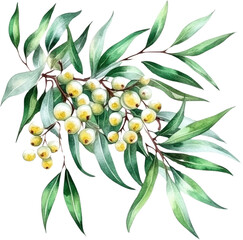 Wall Mural - Watercolor Illustration of Green Branch with White Berries