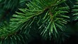 © practice  - Water drops on the needles of the pine branch close up. Nature background