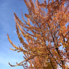 Wall Mural - autumn leaves against blue sky