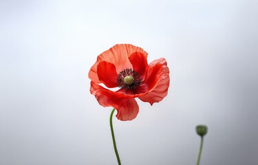 Wall Mural - A single red poppy flower with a green stem stands out against a muted, hazy background.