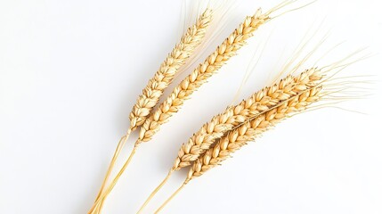 Poster - Golden Wheat Ears Prominently Displayed on a White Background Generative AI