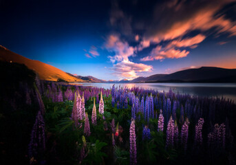Poster - Purple wildflowers line a tranquil lake with mountains in the background and a pink sky with soft, whispy clouds.