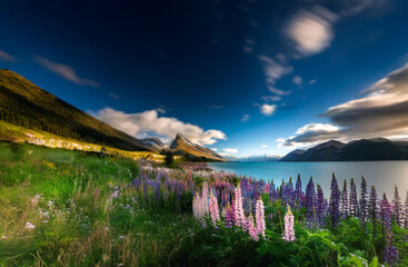 Poster - A field of lupine flowers blooms in front of a turquoise lake and a mountain range.