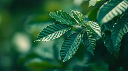 Poster - Green leaves of coffee tree Close up : Generative AI