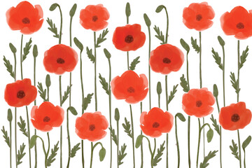 Watercolor red poppy pattern background for graphic resources. Watercolor poppies illustration on a white background