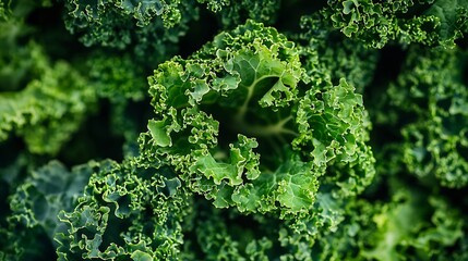 Poster - Fresh kale leaves salad Super food Close up : Generative AI