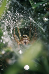 Wall Mural - Spider resting in the center of a dew-covered web