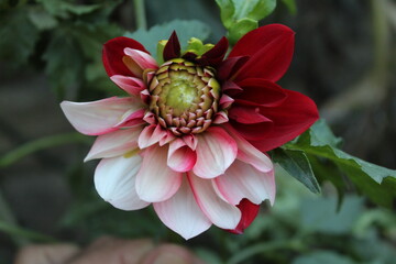 Dahlia flower blooming in a summer garden