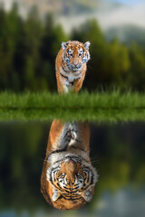 Wall Mural - tiger cub looking the reflection of an adult tiger in the water