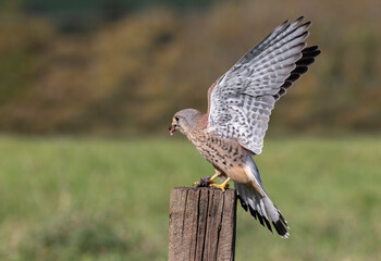 Aufkleber - A kestrel has just landed with its prey on an old wooden post. It wings are fully open. the small rodent is in its talons. background has space for text