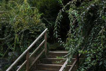 wooden stairs in the forest and dark green trees