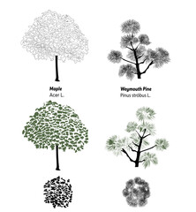 Illustrated set of types of shrubs and trees with labels, ideal for landscape design projects, providing clear identification for various plant species.
