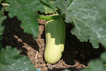 zucchini plant in the field