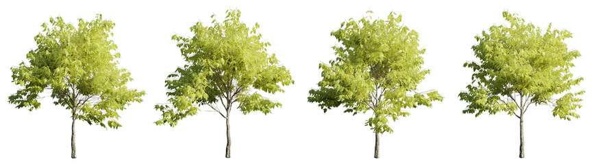 Fototapete - Tree on transparent background.3d rendering