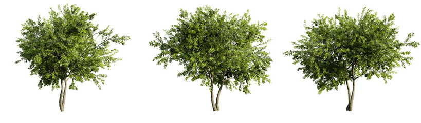 Fototapete - Water Gum Tree on transparent background.3d rendering
