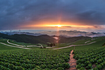 Wall Mural - Panoramic view of cabbage fields at sunrise near Taebaek-si, Korea