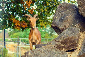 Mountain goat standing on rocks under a tree with autumn leaves in an outdoor setting.